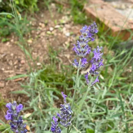 Relax Vicino Al Centro 公寓 *